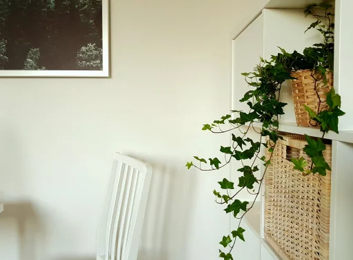 A climbing plant sticking out of a shelve